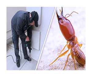 Termite Control