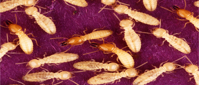 Termite Control